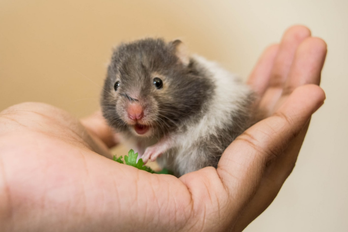 hamster de estimação na mão de uma mulher