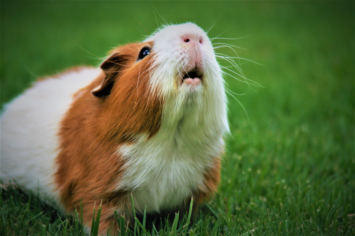 hamster pode comer banana