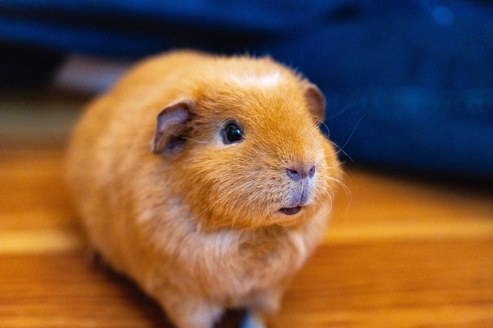 hamster pode comer couve