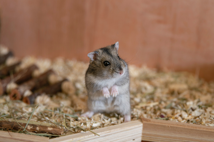 hamster pode comer maçã