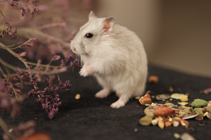 hamster pode comer tomate