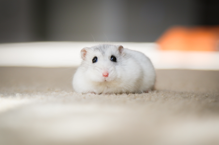 hamster pode comer tomate