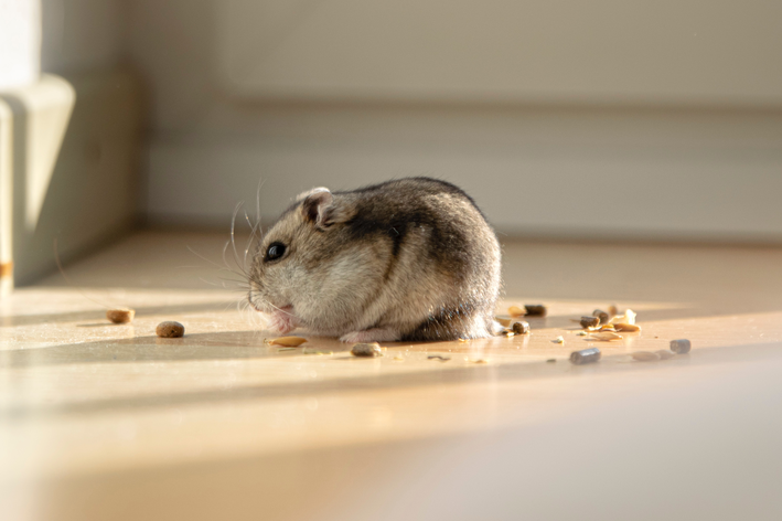 hamster pode comer uva