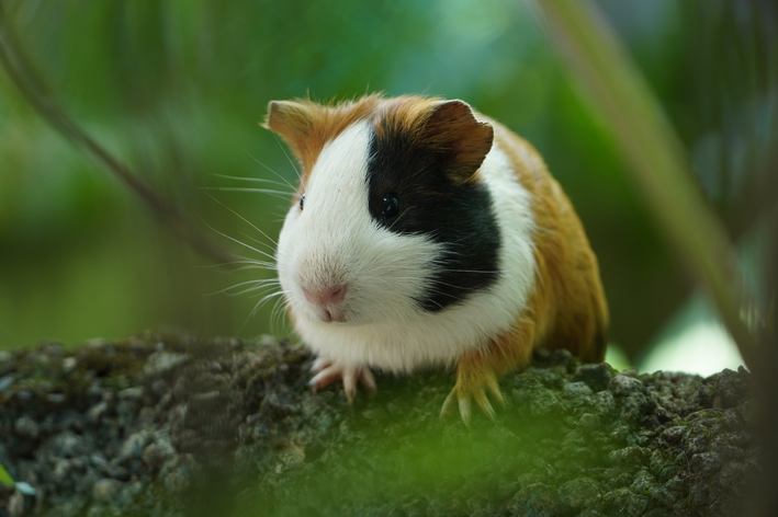 hamster pode comer uva