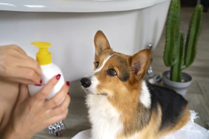 mulher segurando um pote de loção na frente do cachorro