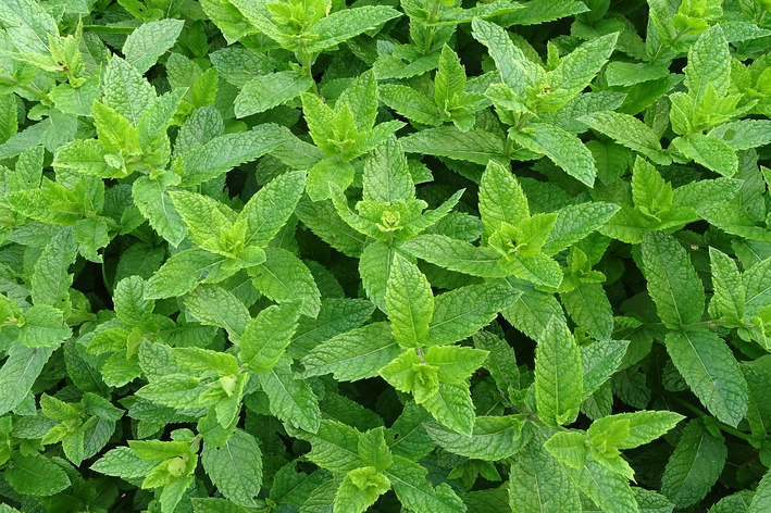 folhas de hortela