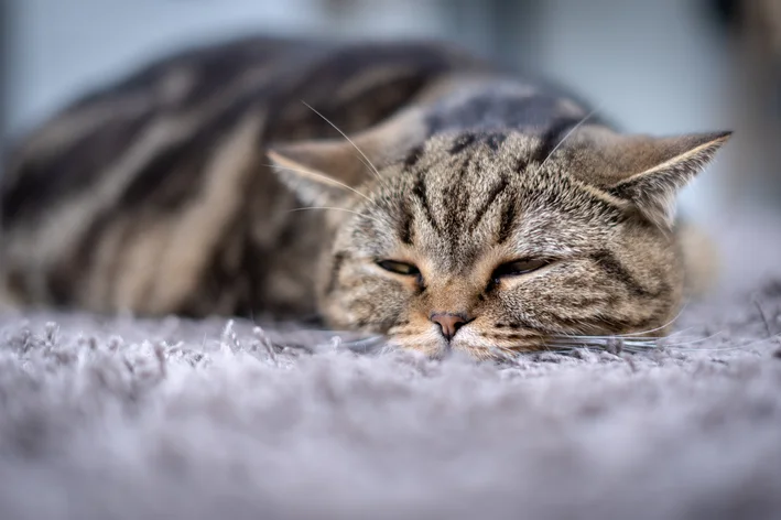 gato com infecção urinária