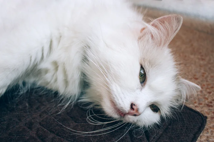 gato deitado com infecção urinária