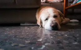 Cachorro da raça labrador deitado com aparência abatida