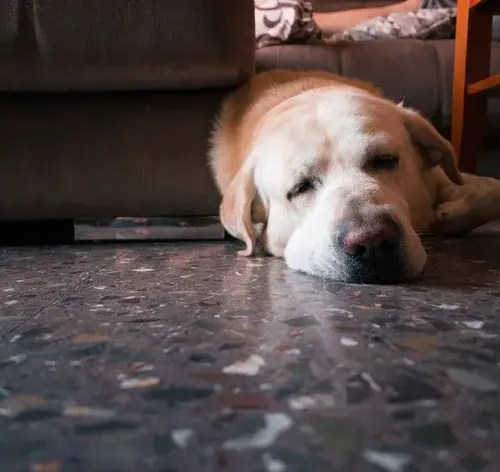 Cachorro da raça labrador deitado com aparência abatida