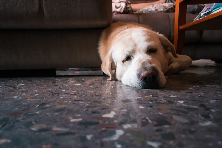 Cachorro da raça labrador deitado com aparência abatida