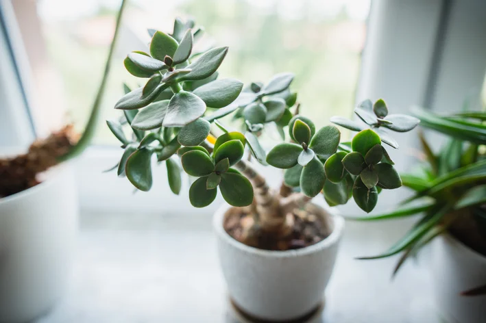 vaso com planta jade