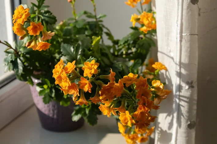 kalanchoe-amarelo-vaso