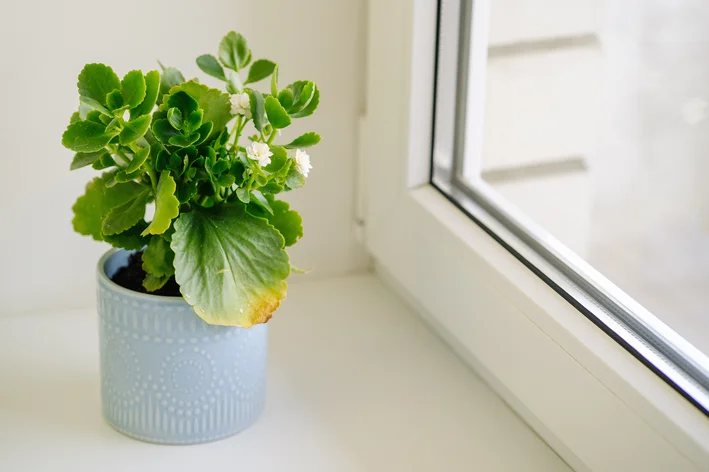 kalanchoe-branco-vaso