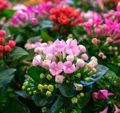 flor de kalanchoe rosa no vaso