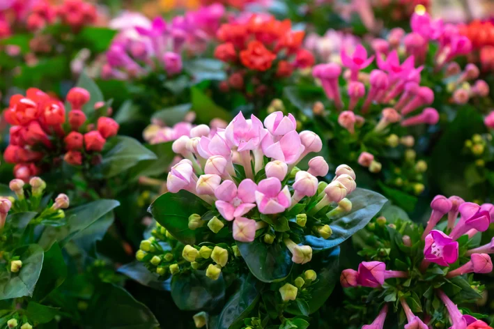 flor de kalanchoe rosa no vaso