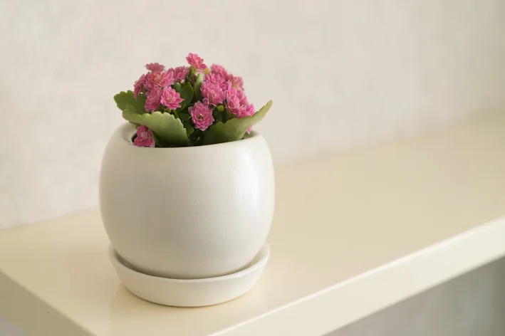 kalanchoe-rosa-vaso