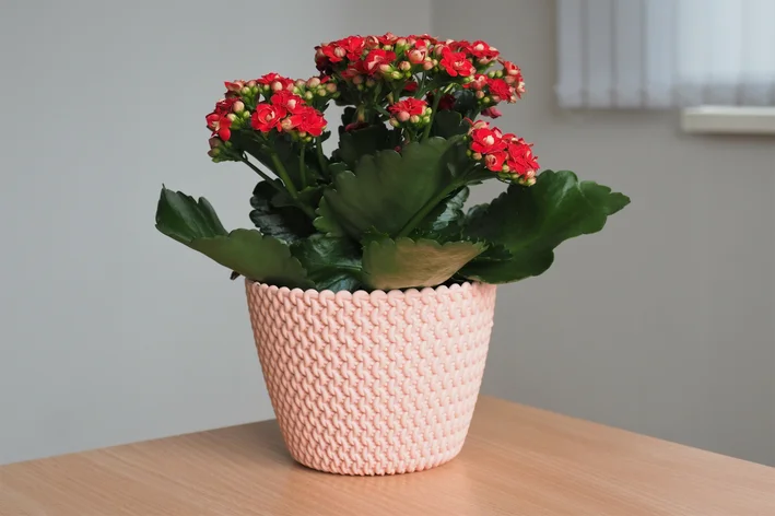 kalanchoe-vermelho-vaso