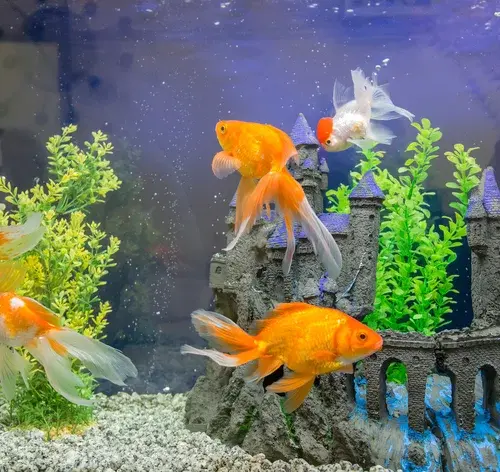 peixes kinguio dentro do aquário
