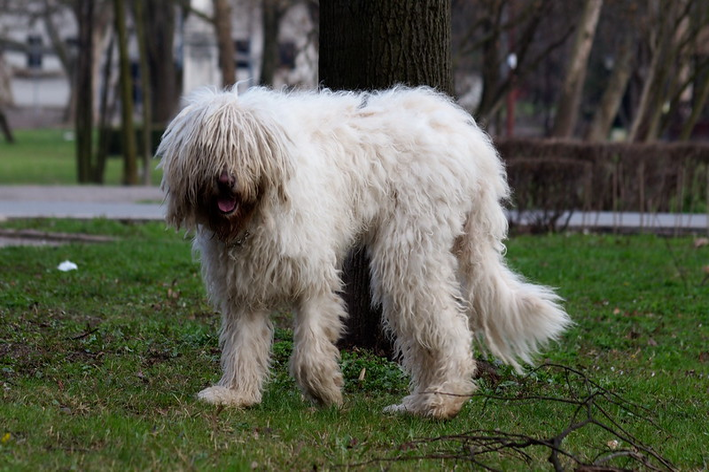 Komondor