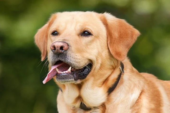 labrador com a língua de fora