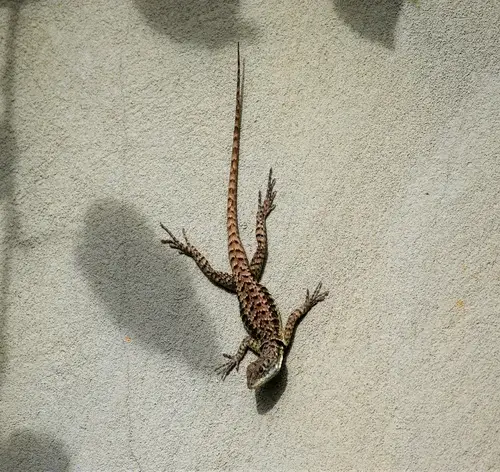 lagartixa pendurada no muro
