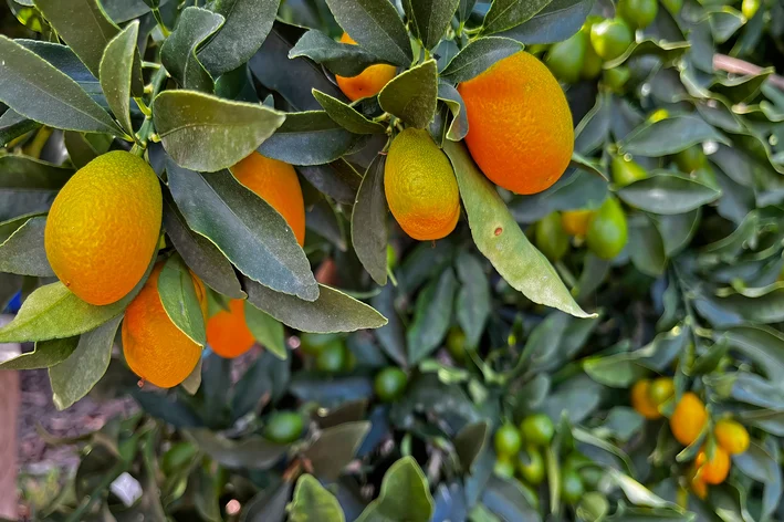 laranja kinkan