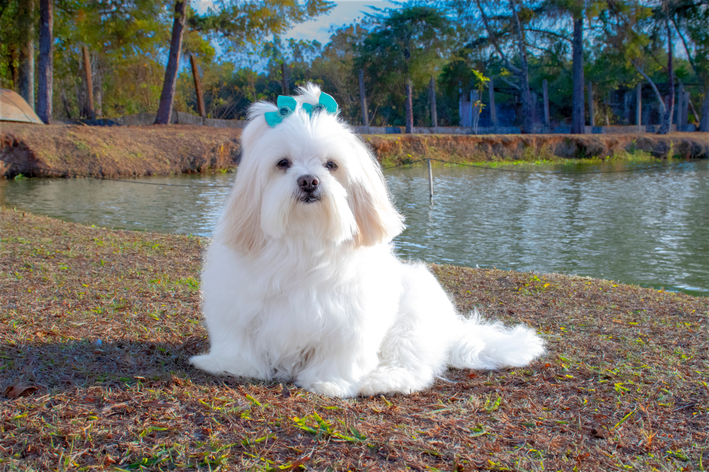 lhasa apso tosado