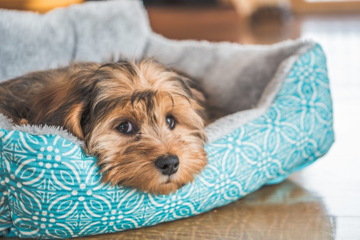 luxação de patela em cães