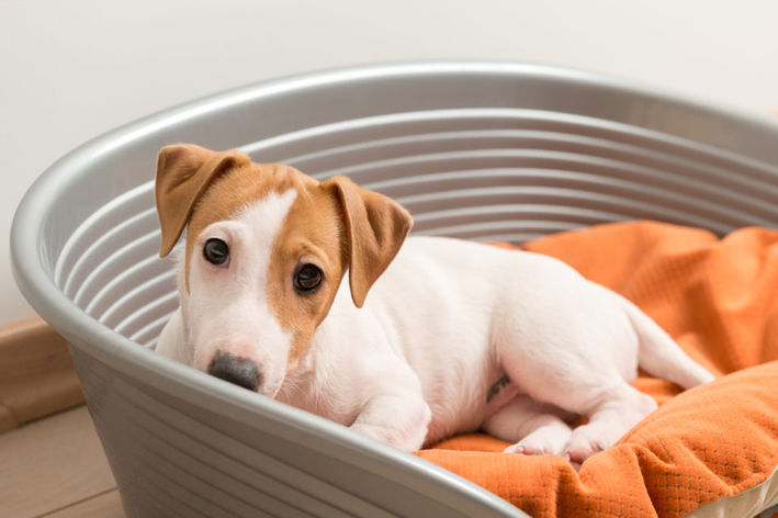 luxação de patela em cães