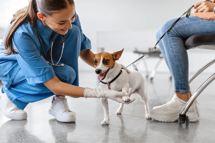 imagem de Luxação de patela em cães: o que é, quais os sintomas e como ajudar seu cachorro