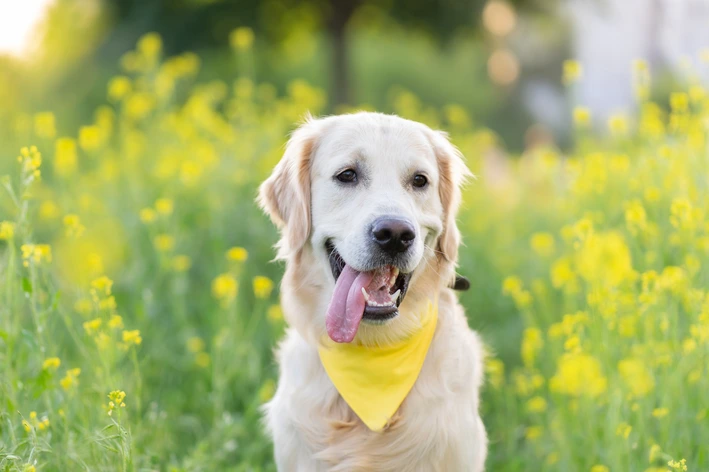 Cachorro Labrador retriever sorridente com língua de fora, usando bandana amarela, no campo de flores amarelas sob luz solar.