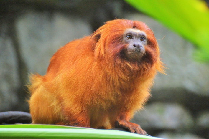 animais mais raros do mundo