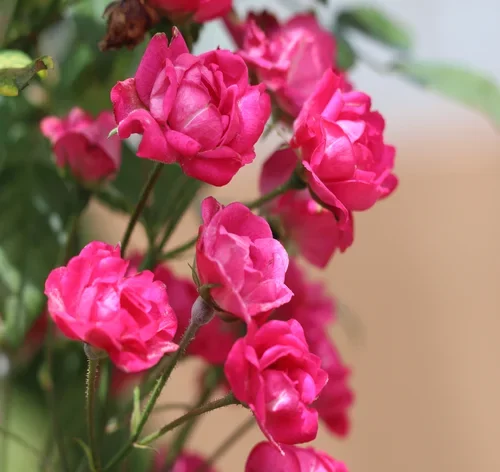 mini rosas cor de rosa no jardim