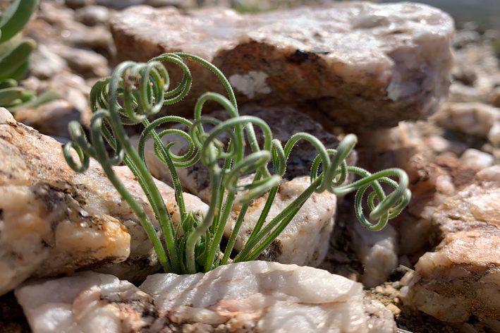 Moraea tortilis na terra