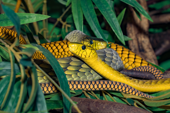 mordida de cobra em cachorro