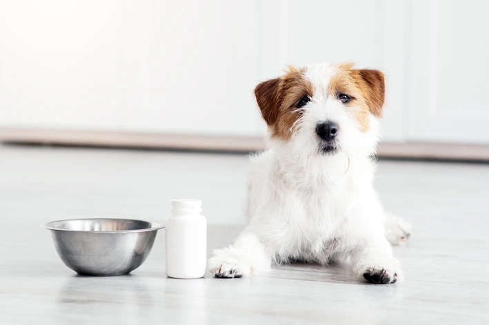 Cachorro de raça pequeno sentado ao lado de tigela de comida e pote de medicamentos.