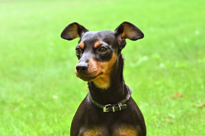 nome de cachorro pinscher