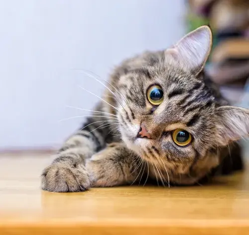 os melhores nomes para gatas