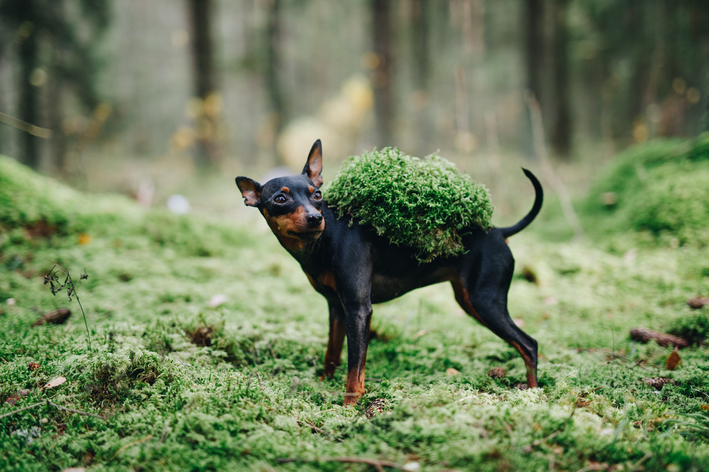 nomes para cachorro pinscher