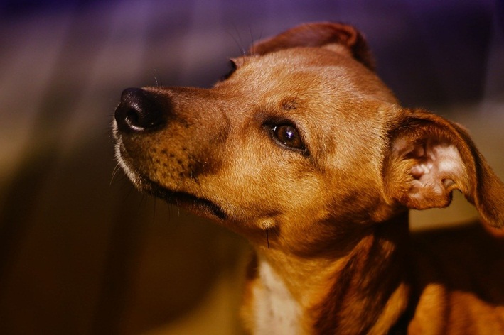 nomes para cachorro vira lata