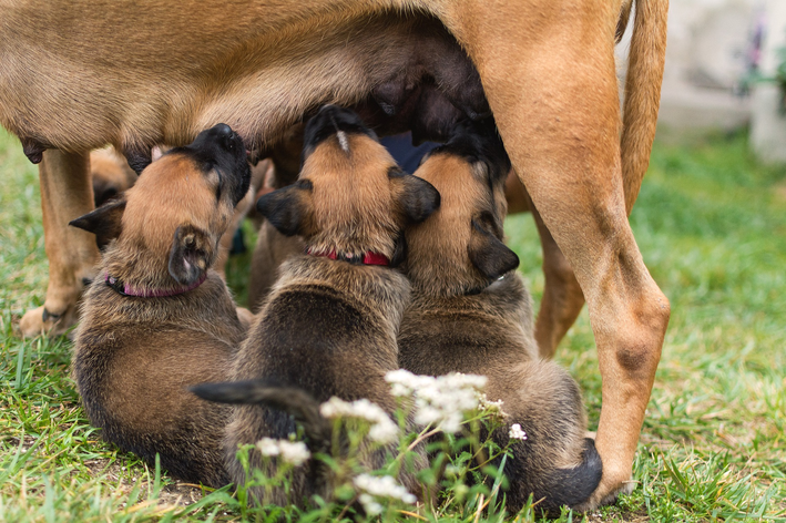 o que são animais mamíferos