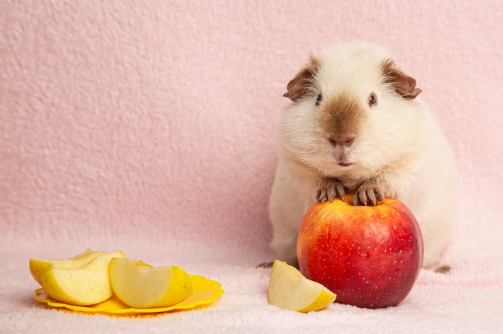 o que porquinho da índia pode comer