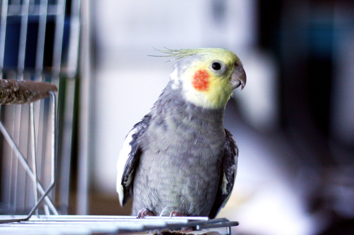 calopsita toma banho