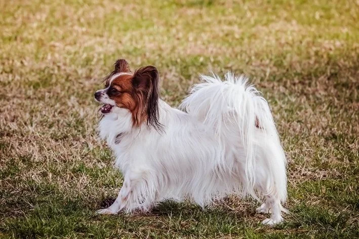 Papillon sentado no gramado