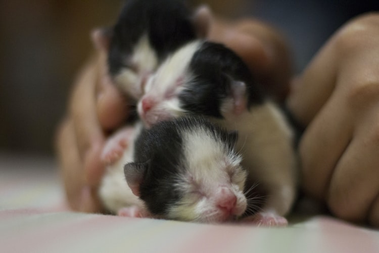 filhote de gatinho pós parto