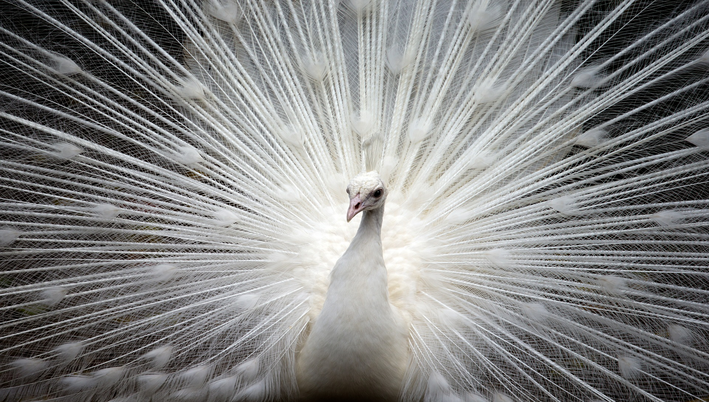 pavão