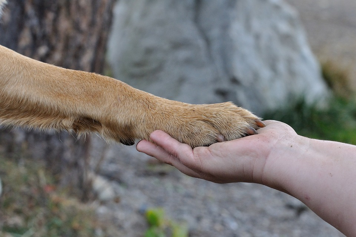 limpar pata de cachorro