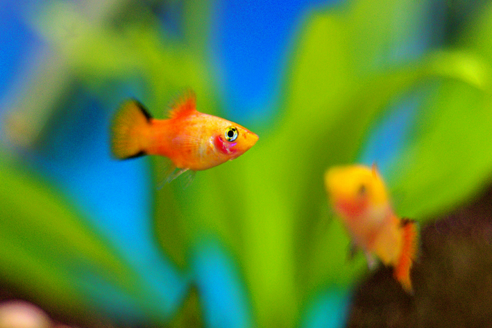 peixe platy