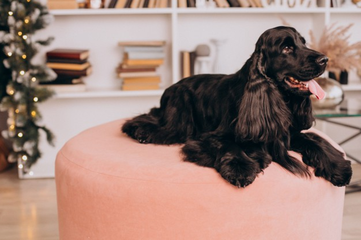 nome para cachorro preto